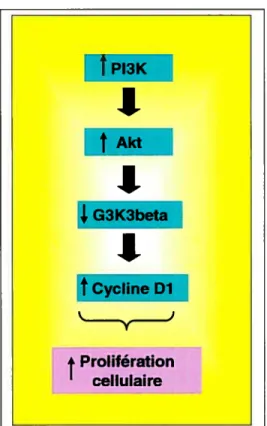 Figure 9. Voie de la PI3K dans la prolifération cellulaire