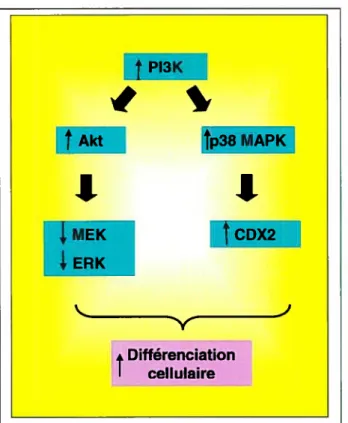 Figure 11. Voie de la PI3K dans la différenciation cellulaire
