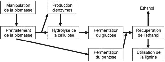 Figure 2. Diagramme illustrant les différentes étapes de production d’éthanol. Adapté de: U.S