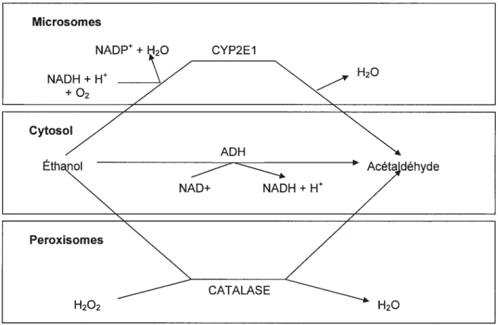 Figure 3. Principales voies métaboliques de l’éthanol.
