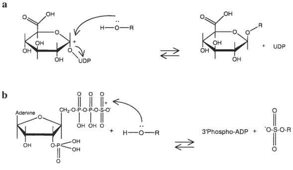 Figure 2. Mécanismes de conjugaison des xénobiotiques hydrolysés avec a) acide glucuronique (glucuronidation) et b) 3’-phosphoadenosine 5’-phosphosulfate (sulfatation).