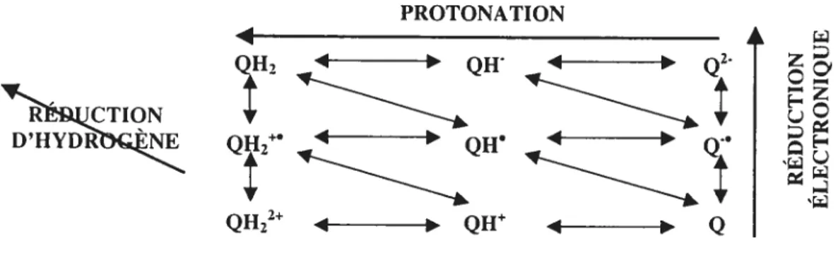 Figure 3. Présentation schématique des états de déprotonation et d’oxydation de l’hydroquinone, où hydroquinone QH2, QH et Q2; semiquinone = QH2, QH et Q;