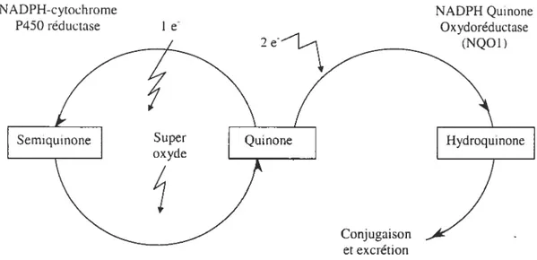 Figure 4. Production des radicaux superoxydes par un cycle redox de quinone (Nel et cd.,