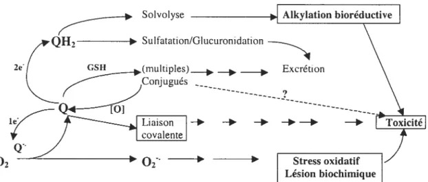 Figure 5. Cheminement biologique des quinones. Le symbole [01 indique que les quinones conjugués avec la glutathion (GSH) peuvent subir le cycle redox ainsi qu’une déconjugaison (Monks et ai., 1992).