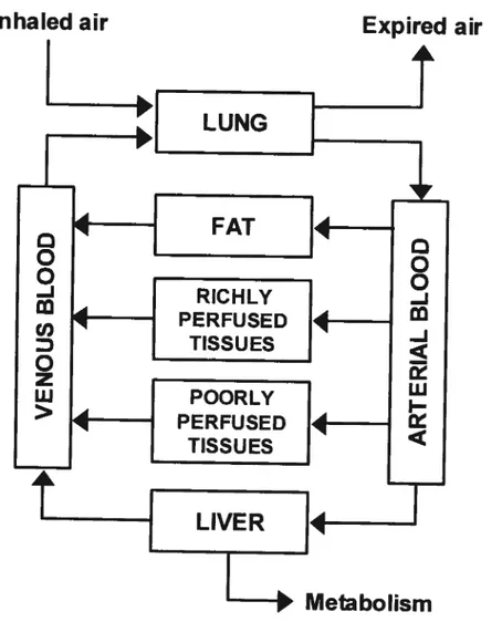Figure 2-2 LUNG FAT ]  4-1—lnhaled airoo-J u) D o z w &gt;4— t RICHLY PERFUSEDTISSU ES Expired airoo-J-JLUI— h MetabolismPOORLYPERFUSEDTISSUESLIVER
