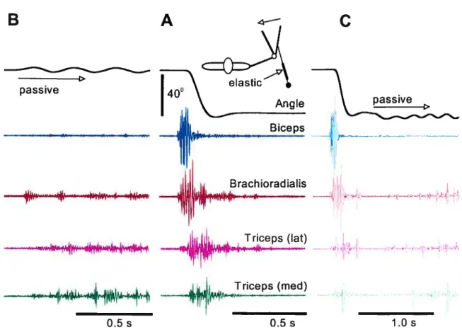 Figure 1. Rapid elbow flexion movement (A) and reactions of muscles to passive oscillations at the initial (B) and final (C) positions