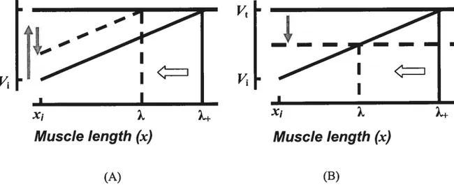 Figure 2. Physiological origin of threshold position control. Each motoneuron (MN) receives afferent influences that depend on the muscle length (x) as well as on central control influences that are independent of muscle length