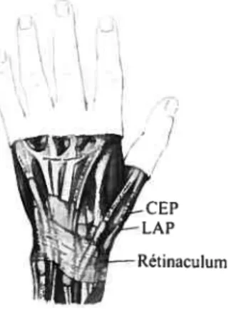 Figure 1. Anatomie du premier compartiment dorsal du poignet