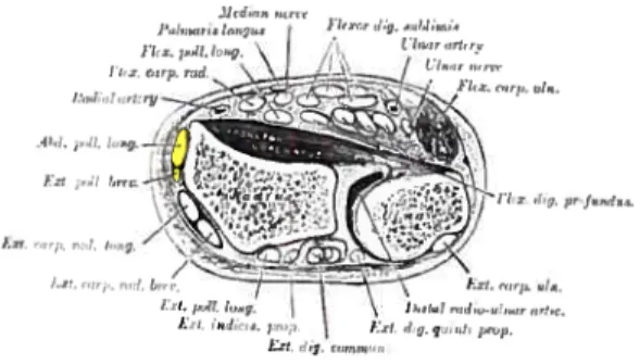 Figure 2. Coupe transverse du poignet