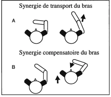 Figure 1. (A) Synergie du transport du bras (déplacement de l’index vers la cible) et