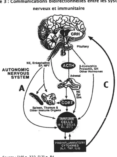 Figure 3 t Communications bidirectionnelles entre les systèmes nerveux et immunitaire NE, AUTONOMIC NER VOUS SYSTEM A