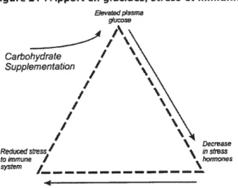 Figure 21 : Apport en glucides, stress et immunité Elevafed plasma gîuccsse ______A /,\ Carbohydrate / Supplementation / / / / / / Reduced stress’ toimmune / syslem / Decrease Source: [2] p