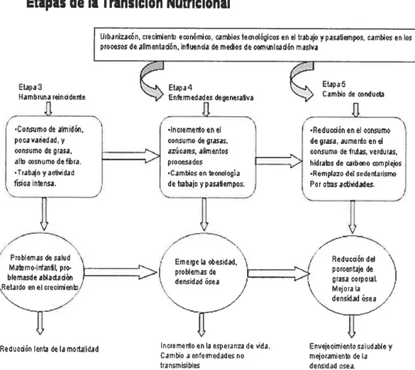 Figura 1: Etapas de la transiciôn nutricional