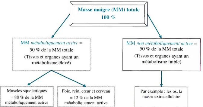 Figure 4 : Les différentes composantes de la masse maigre