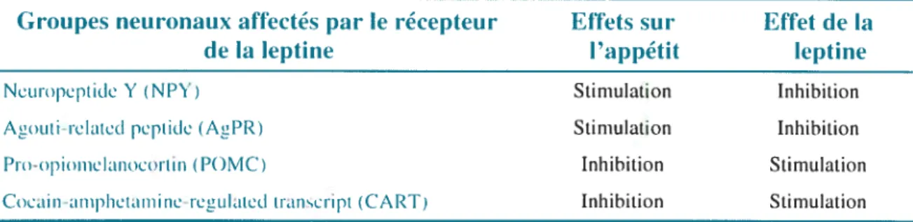 Tableau V : Effets de la leptine sur les groupes neuronaux du noyau arqué de l’hypothalamus