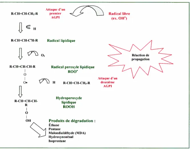 Figure 4 Mécanisme en chaîne de la peroxydation des acides gras polyinsaturés