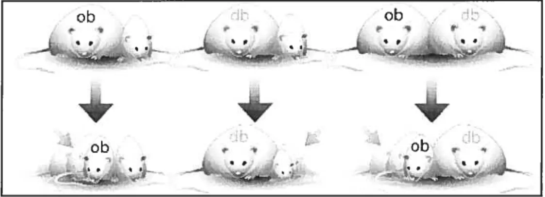 Figure 1 Anastomose vasculaire entre des souris homozygotes ob/ob ou