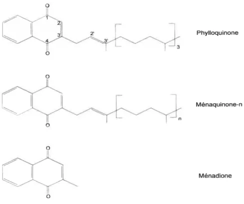 Figure 1. Structures chimiques de la phylloquinone, des ménaquinones