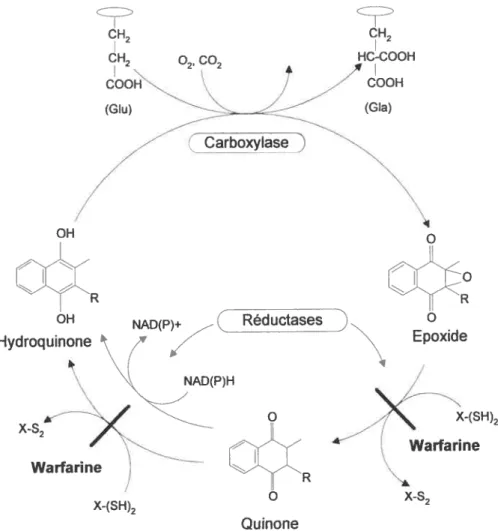 Figure 2. Cycle de la vitamine K. X-(SH)2 et X-S2 indique les dithiols réduit et oxydés, respectivement