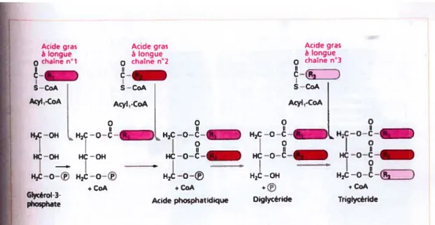Figure 4 : Synthèse des triglycérides à partir du glycérol-3-phosphate (Adapté de Campbell et Smith (13))