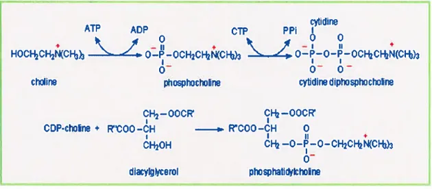Figure 6 : formation des phosphatidylcholines selon la voie de Kennedy. (Adapté de Kennedy (19))
