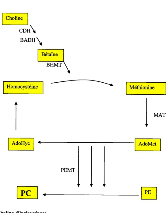 Figure 7 : formation des phosphatidylcholines selon la voie de méthylation.BHMT