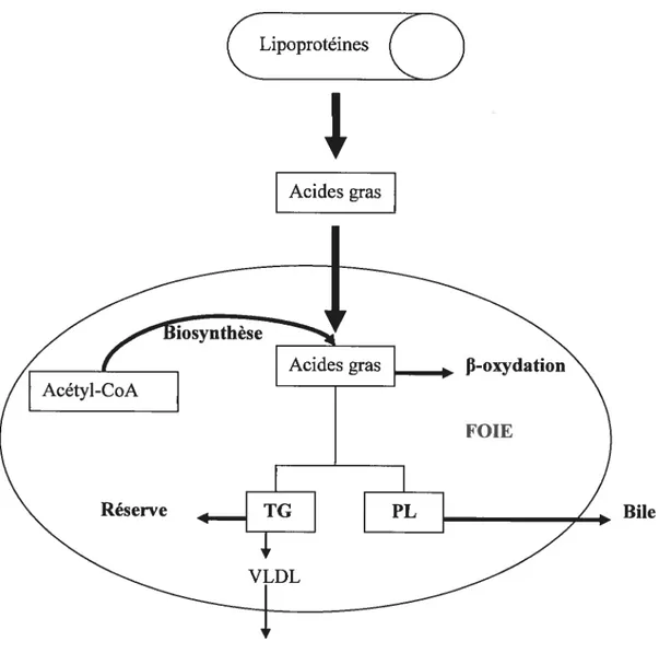 Figure 9 : Régulation hépatique des acides gras