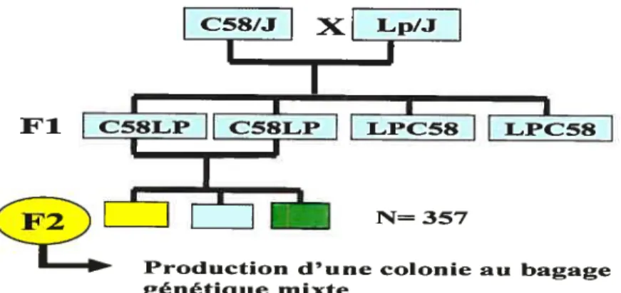 Figure 10 : Arbre génétique de la colonie F2 C58LP