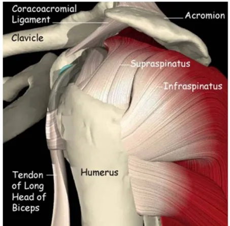 Figure 1: Subacromial space 