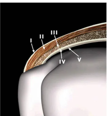 Figure 2: Histological layers of the cuff 