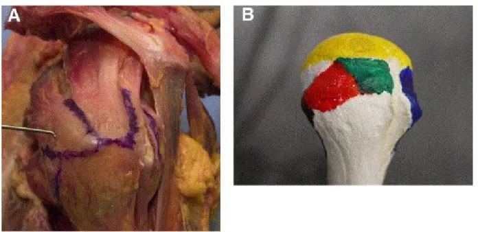 Figure 3: Rotator Cuff Footprint  