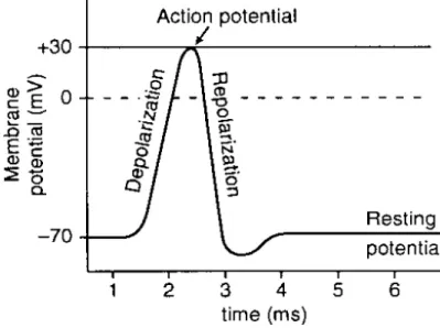Figure 6: EMG Signal Cycle 