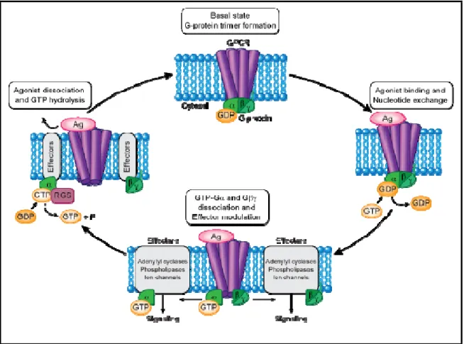 Figure 3: Modèle de transduction du signal par l'activation / inactivation des protéines G  hétérotrimériques  à travers les RCPG