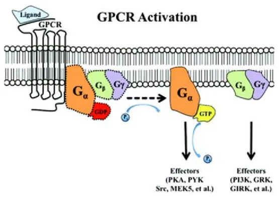Figure 4 : Activation du RCPG  Source : (Belmonte and Blaxall 2011) 