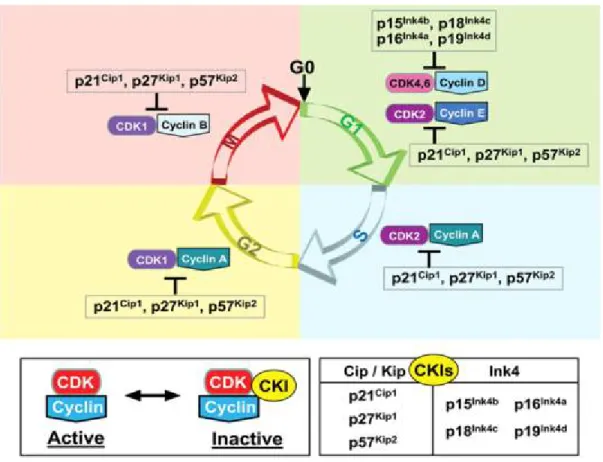 Figure 8 : Régulation du cycle cellulaire par les complexes cyclines/cdk et leurs inhibiteurs  Référence: (Fuster, Fernandez et al