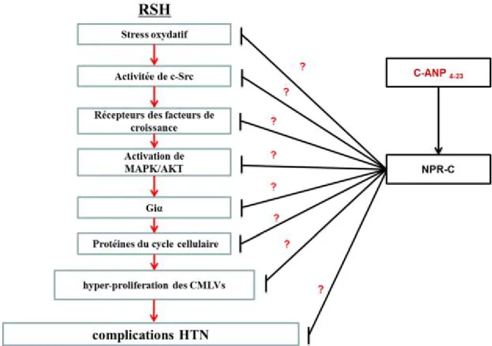 Figure 9 : Schéma illustratif des objectifs. 