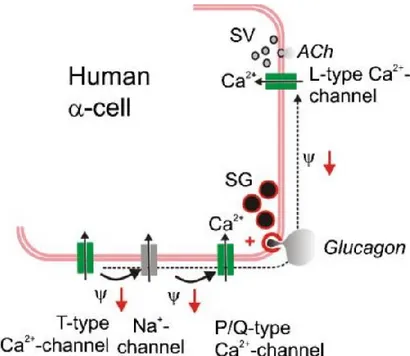 Figure 2.7 | Mécanismes de sécrétion du   glucagon par les cellules α du pancréas (1) 
