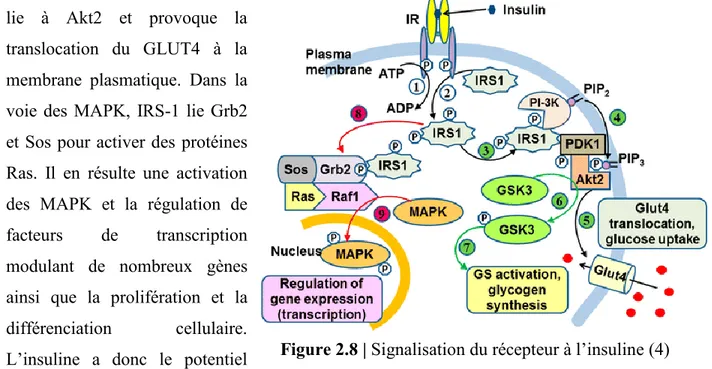 Figure 2.9 | Effet de l’insuline sur le transport du   glucose et sur son métabolisme (3) 