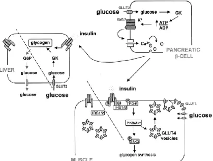 Figure 2.10 | Sécrétion de l’insuline par les cellules β  pancréatiques et son effet sur les tissus périphériques (6) 