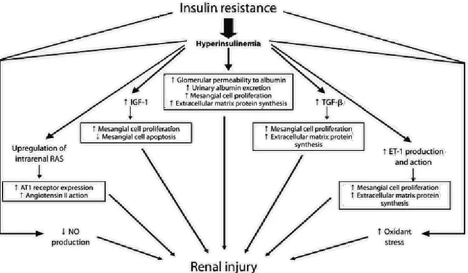 Figure 2.11 | Interaction entre les désordres métaboliques provoqués par une résistance à  l’insuline et les dommages rénaux résultants (107) 