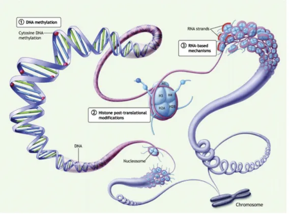 Figure 5: The three classes of epigenetic modifications. 