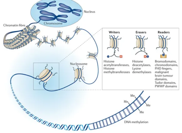 Figure 6: Examples of epigenetic readers, writers, and erasers. 