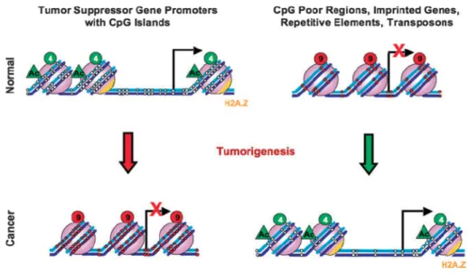 Figure 7: Differences in DNA methylation levels between normal and cancerous tissues.   In  normal  tissue,  lack  of  DNA  methylation  on  promoter  regions  of  tumor  suppressor  genes  allows  transcription  to  be  initiated  and  expression  to  be 