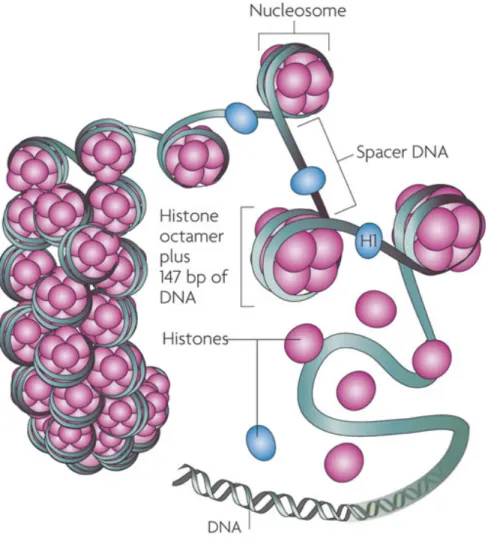 Figure 8: Nucleoprotein complex of DNA and histone forms chromatin. 