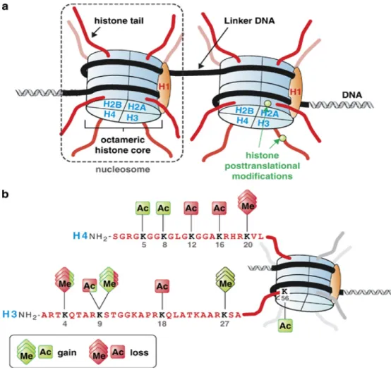 Figure 9: Histone tail modifications. 