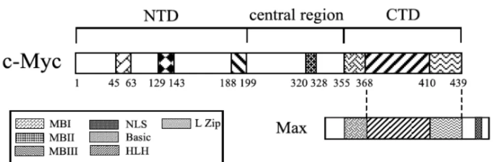 Figure 10: Structure of the human C-MYC oncogene. 