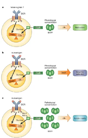 Figure 5.  Impact de BLyS sur la survie des lymphocytes B [5]  