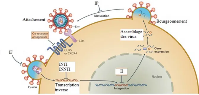Fig. 5 : Cycle de réplication du VIH et cibles thérapeutiques des antirétroviraux. 