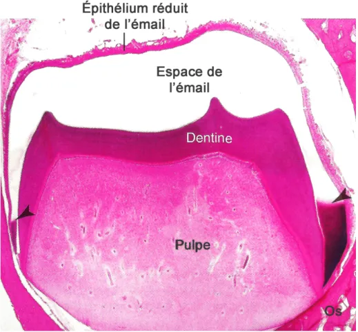 Fig. 1. Image histologique de la dent et ses structures en formation. L’émail 