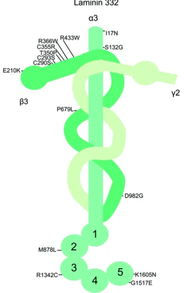 Fig. 2. Structure de la LM-332. Plusieurs sites sont ciblés pour les mutations menant 